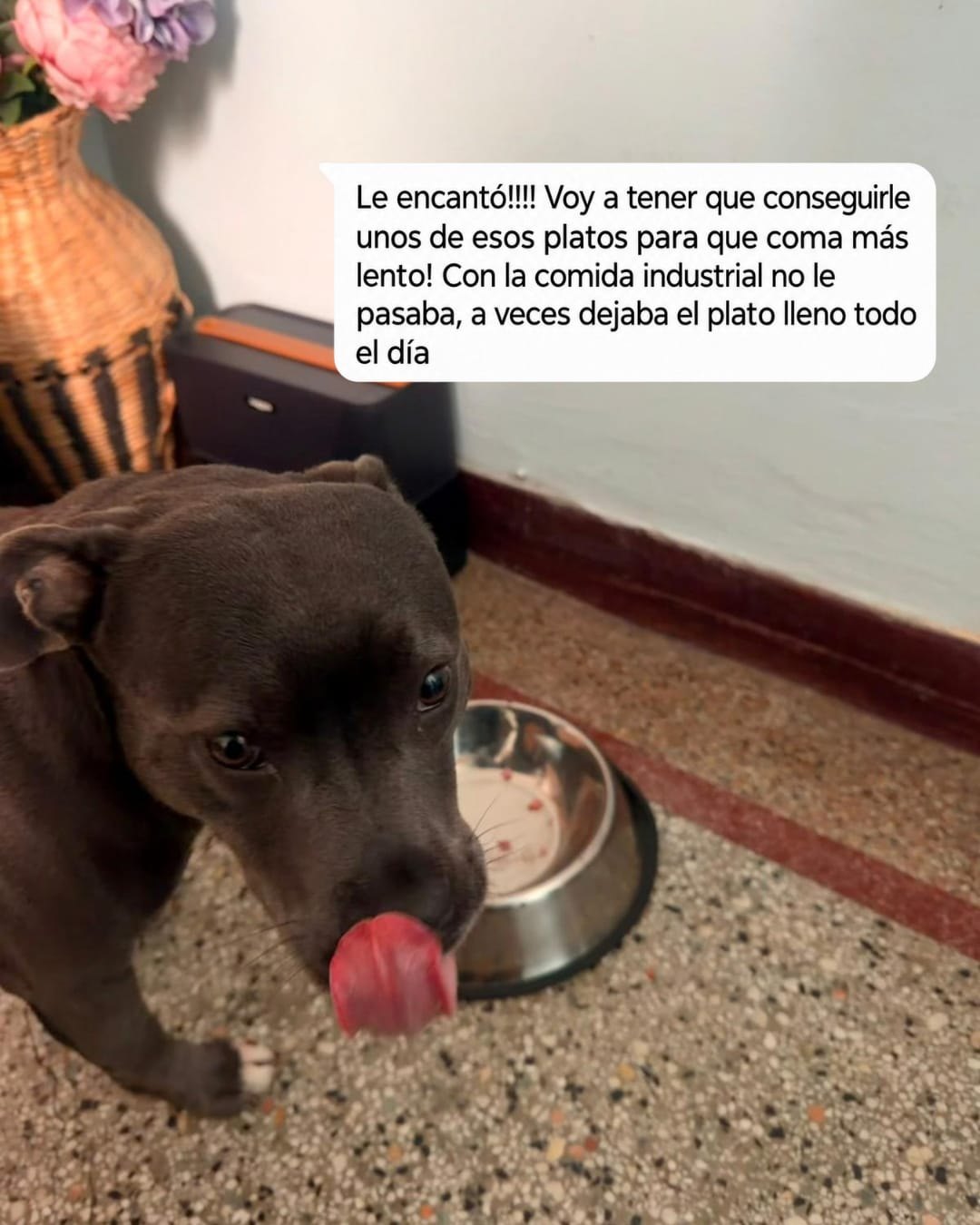 Perrita después de comer Patitas y mensaje de su familia contando que le encantó