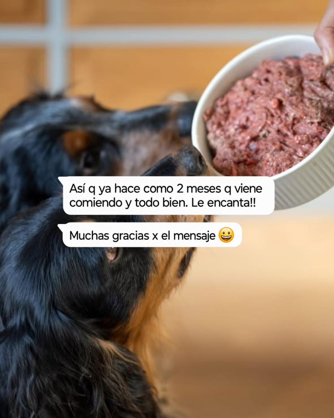 Perro con un bowl Patitas y mensaje sobre sus dos meses de alimentación