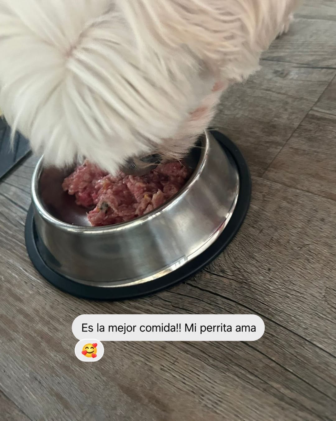 Perrita comiendo Patitas con mensaje positivo de su familia