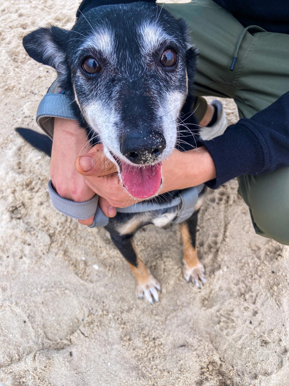 Pino feliz en la playa, recibiendo un abrazo